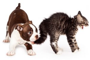 Puppy biting tail of angry kitten